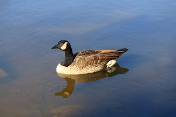 Canada goose（カナダ雁）