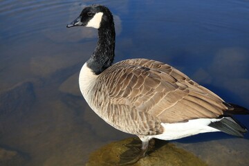Close-Up of Canada Goose Standing on Riverside Rocks Looking into the Distance