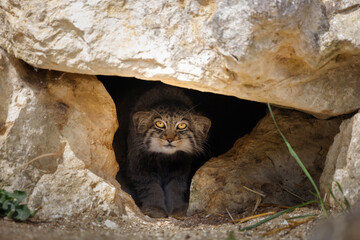 A close up shot of a Pallas Cat in it's den, looking straight ahead. © Mark