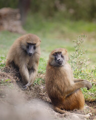 A pair of Guinea Baboons sitting down.
