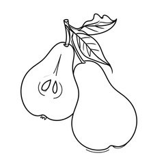 Detailed line drawing of a pear, split open, with leaves
