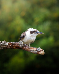 A Laughing Kookaburra sitting a branch.