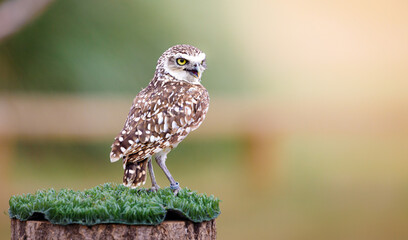 A Burrowing Owl sitting on a perch