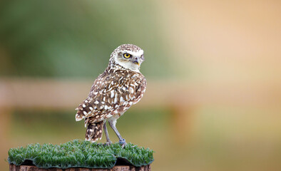 A Burrowing Owl sitting on a perch
