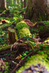 杉林の地面（ 飛騨小坂） 2025年10月中旬撮影