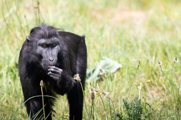 A Sulawesi Crested Macaque among the grass.