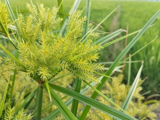 Nut grass or yellow nutsedge (Cyperus esculentus) in garden, Close up view	