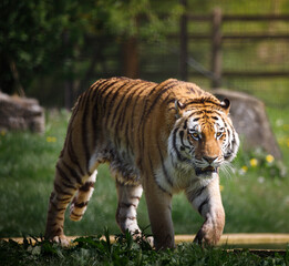 A male Siberian Tiger on the prowl.