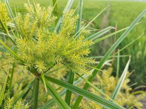 Nut grass or yellow nutsedge (Cyperus esculentus) in garden, Close up view	