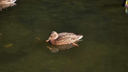 ducks in the pond