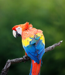 A Scarlet Macaw sitting on a branch against a green background with it's back to the camera.