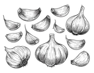 Detailed monochrome pen and ink illustration of garlic cloves and bulbs