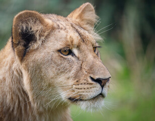 A female African Lion cub in profile against a green background.