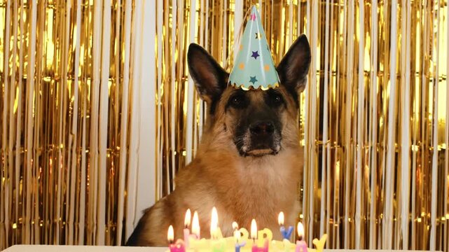 German Shepherd dog wearing a birthday hat posing in front of a cake with burning candles on a golden shiny background. 4k horizontal footage. Pet birthday party concept