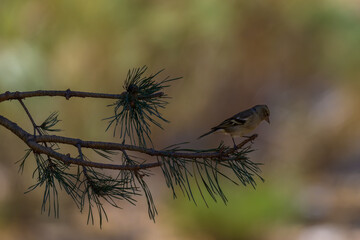 Aves de Cercedilla en un bosque en la Sierra de Guadarrama