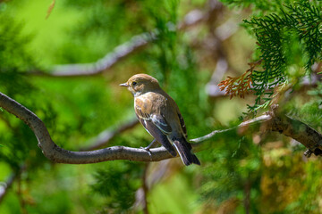 Aves de Cercedilla en un bosque en la Sierra de Guadarrama
