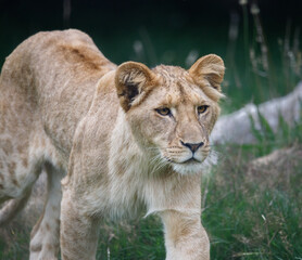 Fototapeta premium A female African Lion cub against a green background.