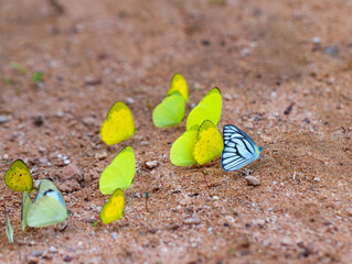 Closeup view. Flock of butterflies sucking mineral from soil. There will be a lot of them at beginning of rainy season every year.