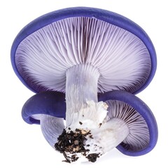 Detailed underside view of three vibrant, violet-colored mushrooms