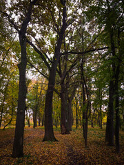 Obraz premium Bright autumn sunset in the city park, autumn