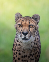 A Cheetah looking straight ahead against a green background.