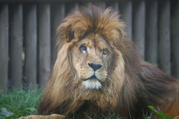 A portrait of a male African Lion 