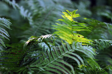 green fern leaves in light
