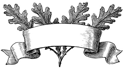Vintage engraved blank ribbon banner with oak leaves. Elegant antique decorative scroll frame for text, a classic botanical ornament.