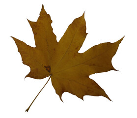 maple leaf on a transparent background
