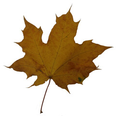 Fototapeta premium autumn maple leaf isolated transparent backgraund