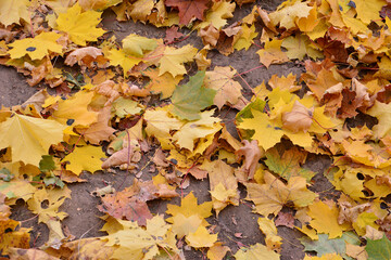 Golden Autumn Leaves Covering the Ground autumn wallpaper