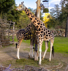 Fototapeta premium Two giraffes eating leaves from a tree in a natural environment at the zoo park in Pilsen.