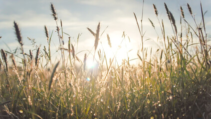 Naklejka premium meadow, grass, nature background, nature, morning, backdrop, sunrise, fog, field, wild, outdoor, season, summer, spring, plant, plant-based, open space, background, blades, calm, harmony, wellness, sl