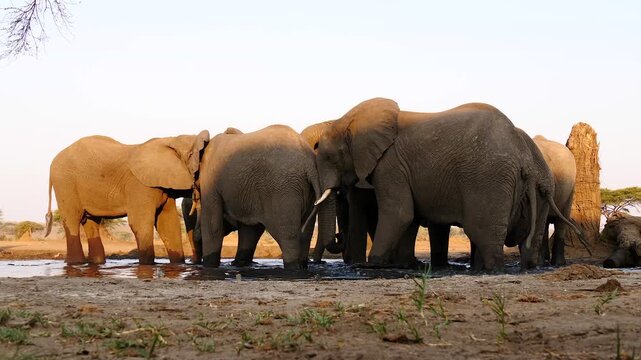 elephants in the waterhole, drinking and splashing water, frog&rsquo;s perspective 185