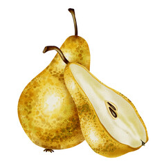 A hand-drawn watercolor illustration of whole yellow pears next to a slice. The pear contains seeds. Perfect for food packaging, menu design, kitchen decor, and recipe cards.