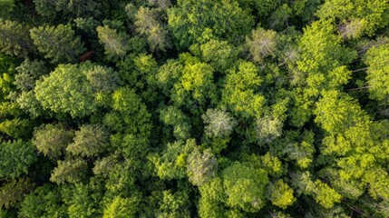 Naklejka premium arboreal. Aerial view of a lush green forest canopy under natural sunlight, radiating tranquility and beauty. travel magazines, destination branding, designed for outdoor magazines and nature guides. 