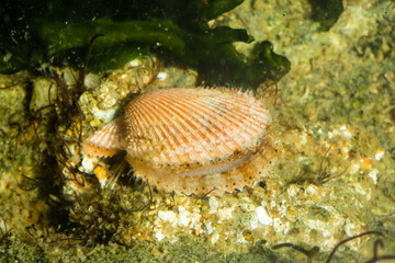 Jeune Pétoncle orbiculaire ou Vanneau, à la coquille orange avec les yeux bien visibles au bord du manteau. Aequipecten orbicularis photographié dans un aquarium.