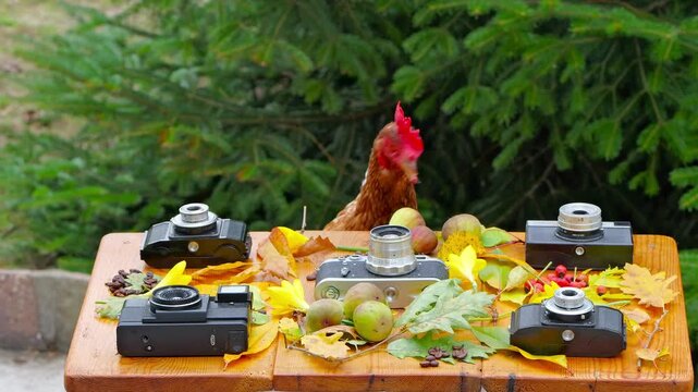 Brown Loman hen pecking coffee beans on a rustic wooden table decorated with vintage cameras, autumn leaves, and fruits. A second hen briefly appears in the background.
