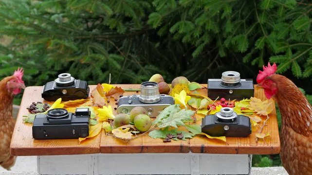Brown Loman hen pecking coffee beans on a rustic wooden table decorated with vintage cameras, autumn leaves, and fruits. A second hen briefly appears in the background.