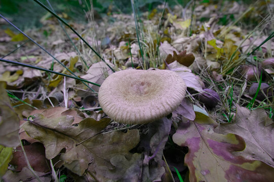Closeup on a oak or oakbug milkcap mushroom, Lactarius quietus