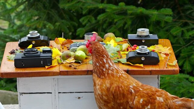 Brown Loman hen pecking coffee beans on a rustic wooden table decorated with vintage cameras, autumn leaves, and fruits. A second hen briefly appears in the background.