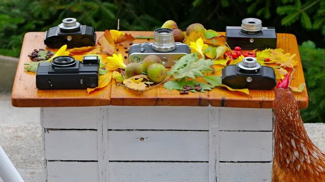 Brown Loman hen pecking coffee beans on a rustic wooden table decorated with vintage cameras, autumn leaves, and fruits. A second hen briefly appears in the background.