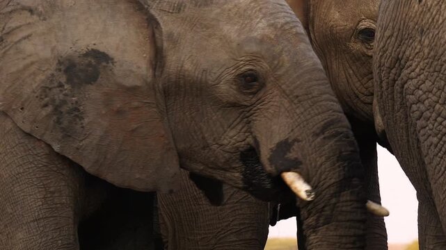 portrait of drinking elephants 193