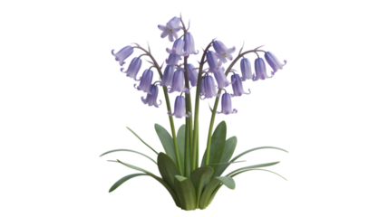 Delicate bluebell flowers with green stems and leaves on black background