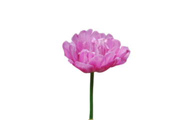 Pink flower isolated on transparent background