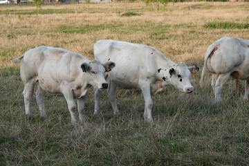 Cattle grazes peacefully in the pasture, creating a serene countryside view.