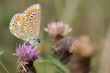 Closeup on an Icarus blue butterfly, Polyommatus icarus with closed wings on a purple knapweed flower