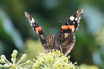 Closeup on a Red Adimral butterfly, Vanessa atalanta on a flowering Ivy plant