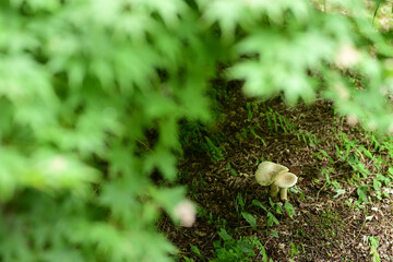 苔むした森の地面から生える白いキノコ