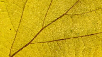 autumn leaf texture